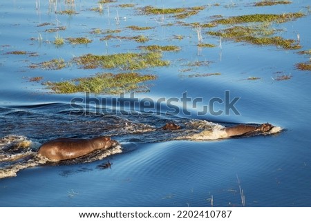 Hippopotamus (Hippopotamus amphibius), two adults with a calf in a freshwater marsh, aerial view, Okavango Delta, Moremi Game Reserve, Botswana
