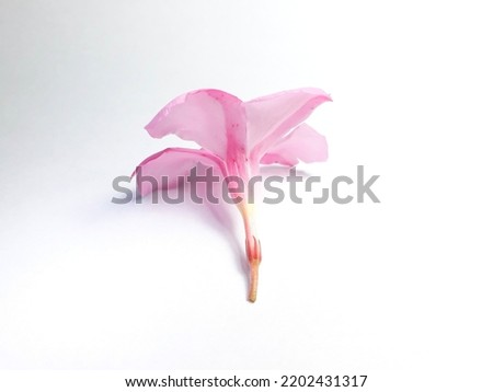 Picture of pink Frangipani flowers resting on a white background.