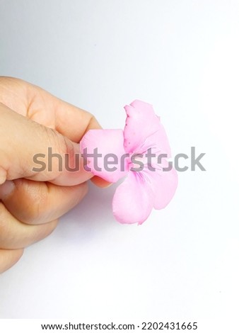 Picture of a hand holding a pink Frangipani flower against a white background.