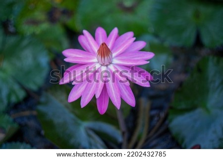 The pink lotus flower is blooming beautifully in the pond. The lotus flower blooms beautifully in the morning.
