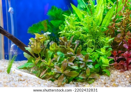 Underwater landscape nature forest style aquarium tank with a variety of aquatic plants, stones and herb decorations. Royalty-Free Stock Photo #2202432831