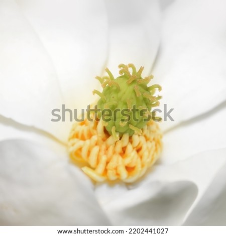 Extreme close up view of Southern Magnolia flower details.