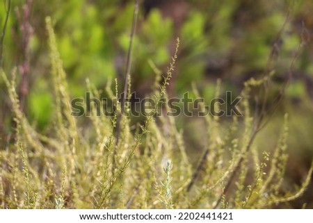 Meadow with wild plants backdrop with depth of field. Green and yellow background.