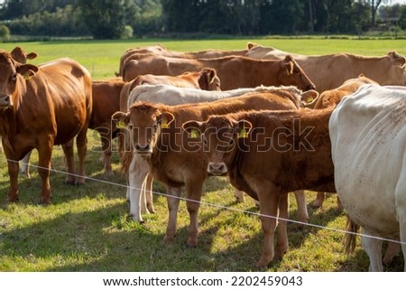 Brown cows on a meadow in September. High quality photo