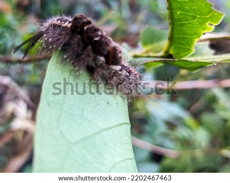 Orgyia pseudotsugata caterpillar

Eating green leaves in the park near the house