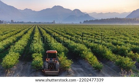 Blueberry field and mountains in the distance in British Columbia, blueberries ready for harvesting. Blueberry farm in Vancouver BC. Nobody, blurred, selective focus Royalty-Free Stock Photo #2202477339