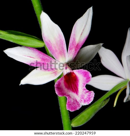 Beautiful ground orchid, Phaiocalanthe Kryptonite, isolated on a black background Royalty-Free Stock Photo #220247959