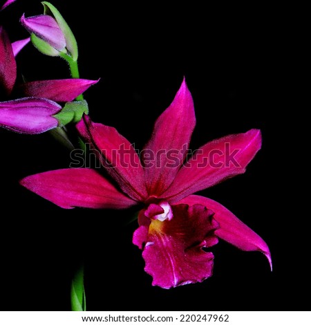 Beautiful ground orchid, Phaiocalanthe Kryptonite, isolated on a black background Royalty-Free Stock Photo #220247962