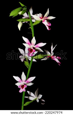 Beautiful ground orchid, Phaiocalanthe Kryptonite, isolated on a black background Royalty-Free Stock Photo #220247974