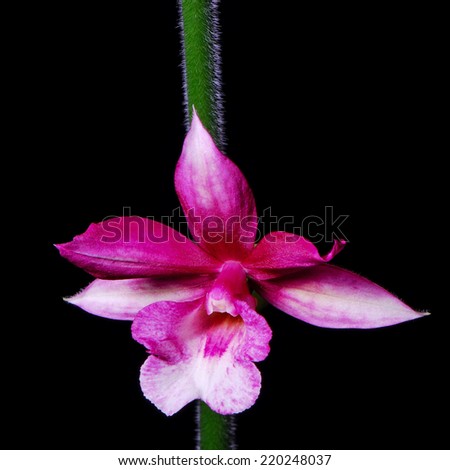 Beautiful ground orchid, Phaiocalanthe Kryptonite, isolated on a black background Royalty-Free Stock Photo #220248037