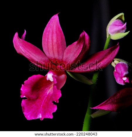 Beautiful ground orchid, Phaiocalanthe Kryptonite, isolated on a black background Royalty-Free Stock Photo #220248043