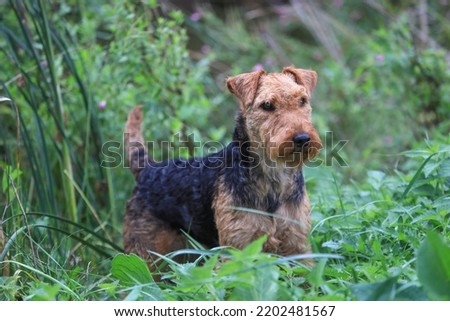 Portrait of a cute female Welsh Terrier hunting dog, posing outdoors and looking towards the camera. Royalty-Free Stock Photo #2202481567