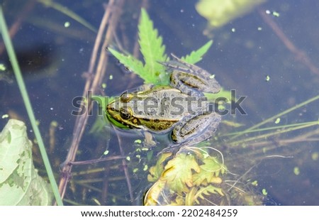 Common frog, Rana temporaria, singing on water with dirty green leaves and dust, in a lake in a sunny summer day Royalty-Free Stock Photo #2202484259