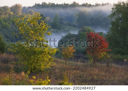 beautiful tree on the bank of the river in autumn in the fog