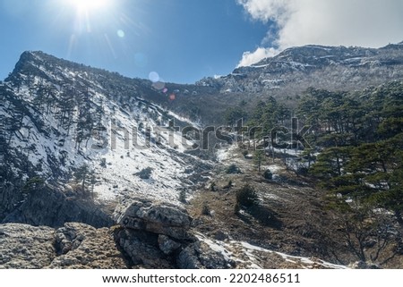 Snow covered forest on hillside of mountain Ai-Petri after blizzard in spring. Crimea