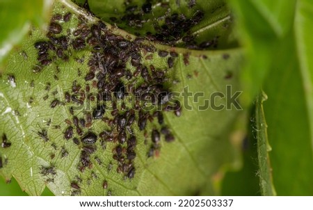 Aphids on a green leaf. Pests on the plant. The leaf is covered with small and mature aphids.