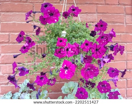 A picture of beautifully coloured flowers amongst the greenery. A flowerbed. Ukraine.