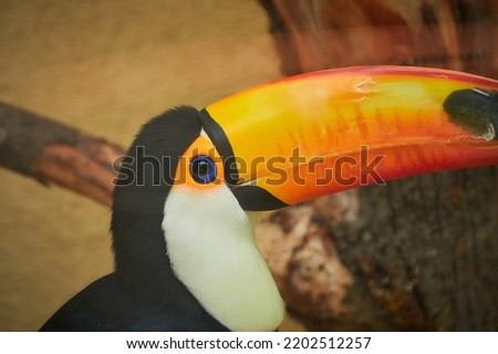 Toco toucan with blue eyes
