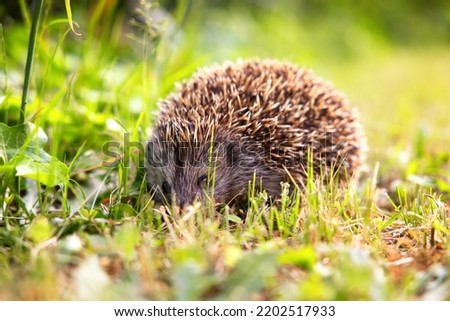 Small hedgehog in the garden closeup photo