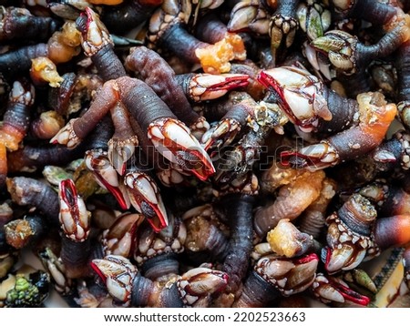 Fresh goose neck barnacles or galician barnacles (Pollicipes pollicipes) - known in Spain as percebes Royalty-Free Stock Photo #2202523663