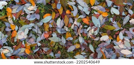 Colorful autumn background with fallen leaves. Orange, green and yellow leaves lie on the grass.