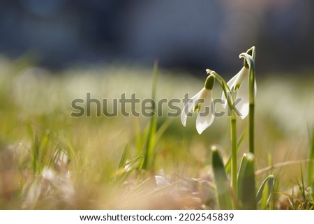 Galanthus elwesii, snowdrop on a meadow in Sulz am Eck, Germany