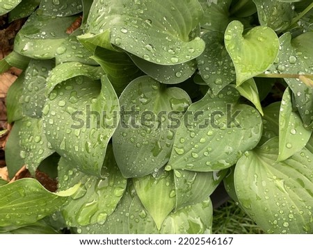 Close up of the green leaves of Hosta Peter Pan garden plant with rain drops.