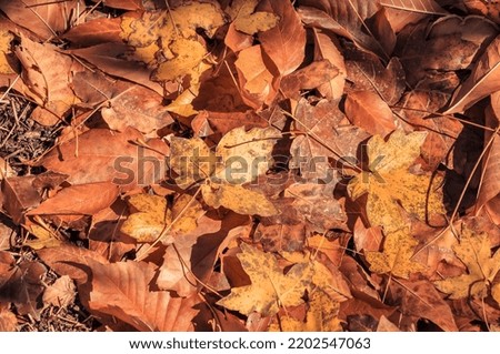 Fallen orange leaves lie on the ground. Autumn foliage.