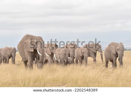 Elephant Herd grazing in Amboseli  Royalty-Free Stock Photo #2202548389