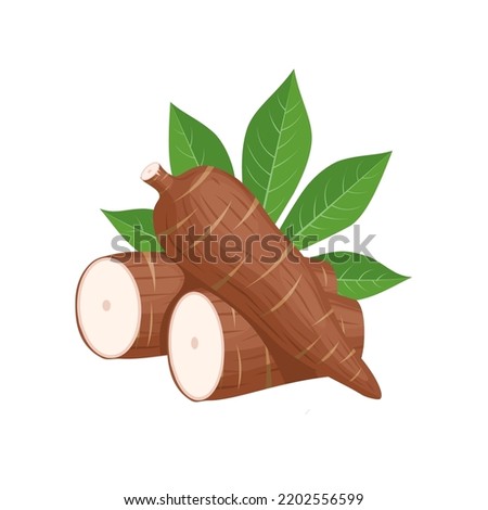 Vector illustration, cassava root (Manihot esculenta, also known as manioc) and leaves, isolated on white background, as a banner, poster or national tapioca day template. Royalty-Free Stock Photo #2202556599