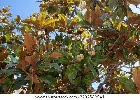 Branches of the magnolia grandiflora tree with fruits on the sky background, selective focus