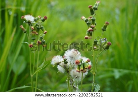 Red and white grass flowers,  blurred background. Summer background.