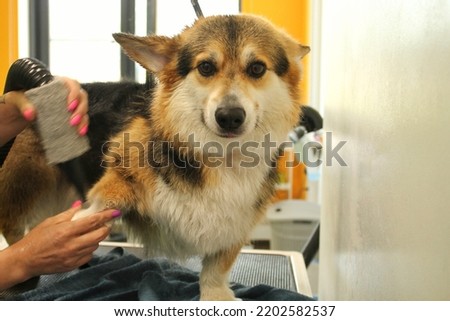 Pet professional master groomer blow drying corgi welsh pembroke dog after washing in grooming salon. Female hands using hair dryer getting fur dried with a blower. Animal hairstyle concept. Close-up.