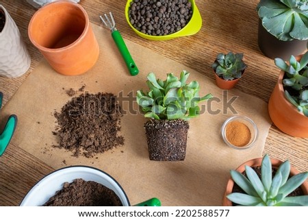 Replanting, flat, top view design. Flowerpots, soil pile, plant sprout, gloves, cinnamon, rake and shovel on burlap background. Houseplant care. Royalty-Free Stock Photo #2202588577