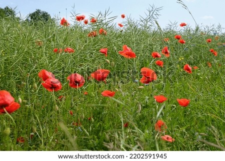 Shot of poppies in a field in sunshine