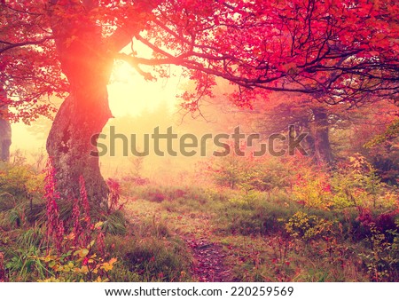 Majestic autumn trees in forest glowing by sunlight. Red autumn leaves. Dramatic morning scene. Carpathian, Ukraine, Europe. Beauty world. Retro style filter. Instagram toning effect. Royalty-Free Stock Photo #220259569