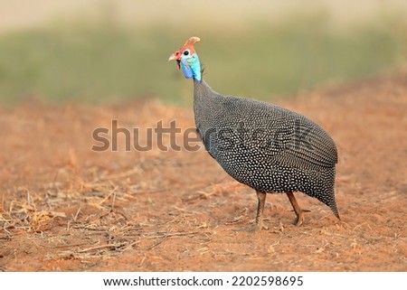 An alert helmeted guineafowl (Numida meleagris), South Africa
 Royalty-Free Stock Photo #2202598695