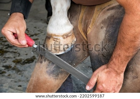 High angle of anonymous man in leather apron shaving off horse hoof with file before shoeing in daytime on ranch Royalty-Free Stock Photo #2202599187
