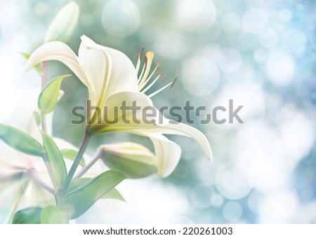 Lily Flowers border design.Spring Flowers  Royalty-Free Stock Photo #220261003