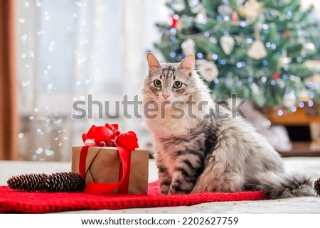 Christmas cat. Portrait of a fat fluffy cat next to a gift box on the background of Christmas tree and lights of garlands. Royalty-Free Stock Photo #2202627759