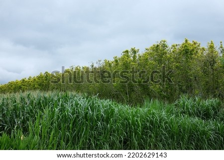 Elephant grass plants in a field on the southern coast of Kebumen.