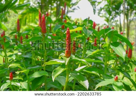 The red flower is a rod-shaped apex, pointing upwards. and green leaves