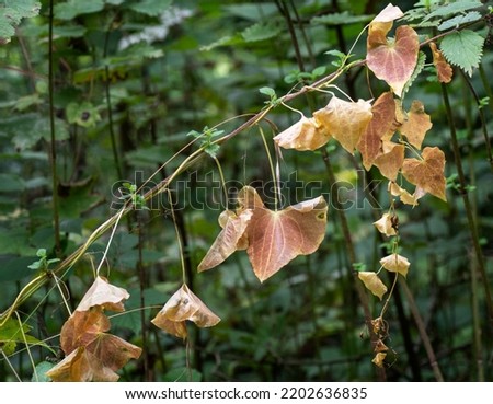 Drooping dying leaves in the Autumn of a bind weed plant, also known as Convolvulus. The climbing plant which is considered a nuisance by gardeners has large delicate white trumpet shaped flowers Royalty-Free Stock Photo #2202636835
