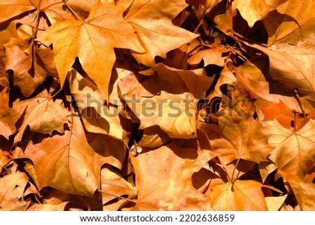 Autumn mapple leaves on the ground, background, golden foliage on the ground in the fall, dry warm yellow leafage, outdoor, indian summer. Royalty-Free Stock Photo #2202636859