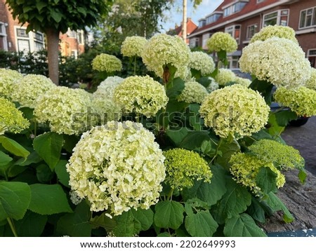 Beautiful hortensia plants with colorful flowers growing outdoors