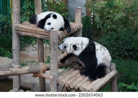 Panda bears sleeping at a zoo