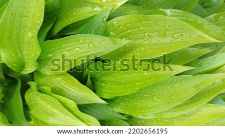 Fresh green leaves of Hosta with water drops close-up. background natural plants landscape