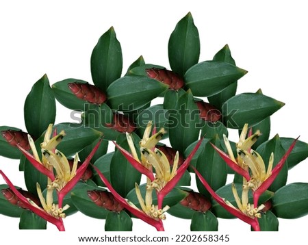 Green leaves with red flowers. bird of paradise isolated on white background