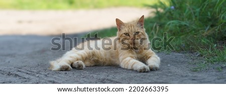 Domestic red cat lay down on the street in shadow of building. He is resting on the warm ground in the hot summer day. Close up photography. Frontal view