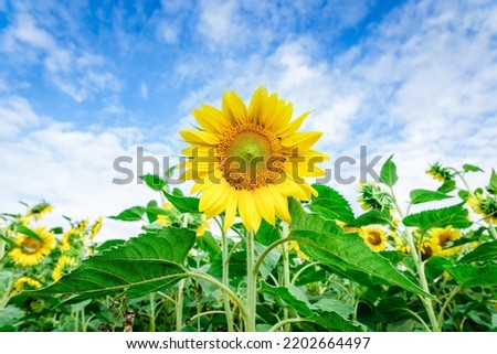 Sunflower field.Yellow field of blooming sunflowers on a background of blue cloudy sky.Summer day.Closeup.